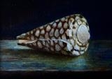 After Henk Rembrandt's Shell by Linda Brill, Painting, Oil on Board