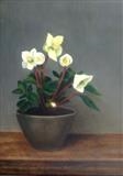 Hellebores by Linda Brill, Painting, Oil on Board