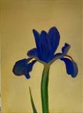 Iris on Yellow Ground by Linda Brill, Painting, Oil on Board
