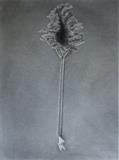 Rhubarb by Linda Brill, Drawing, Charcoal on Paper